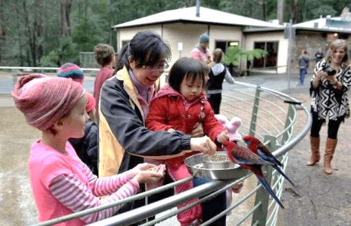A person feeding a parrot Description automatically generated